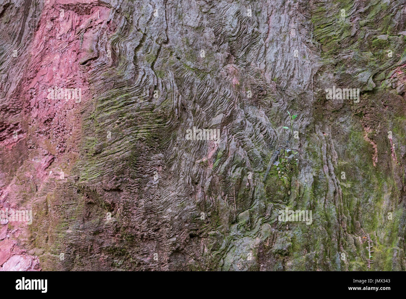 Aufschluss von Glimmerschiefer, ein metamorpher Felsen. Kolumbien, Südamerika. Stockfoto