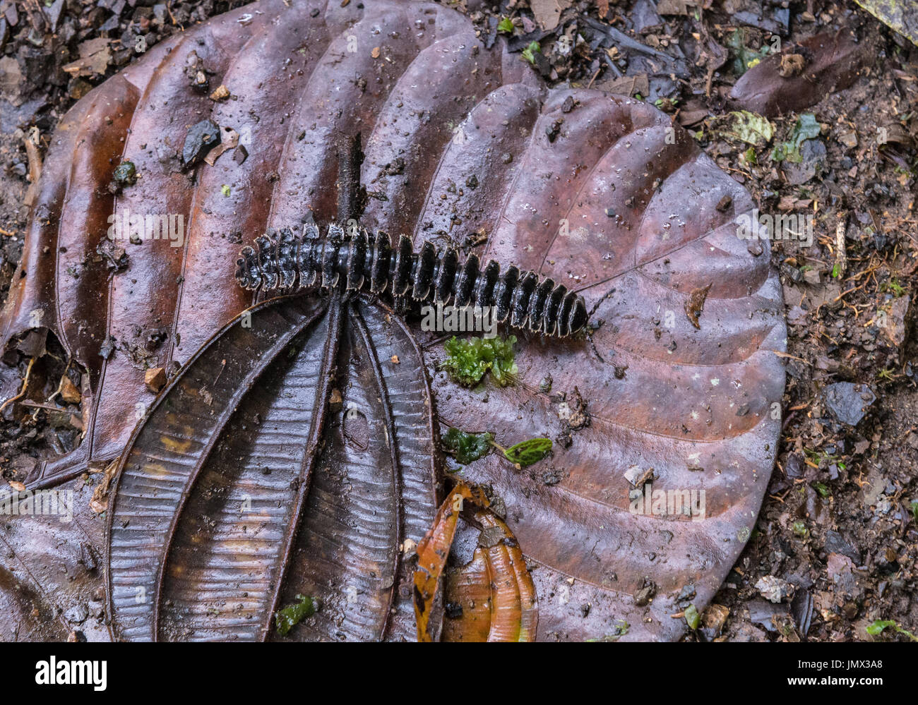 Insekt auf Waldboden. Kolumbien, Südamerika. Stockfoto