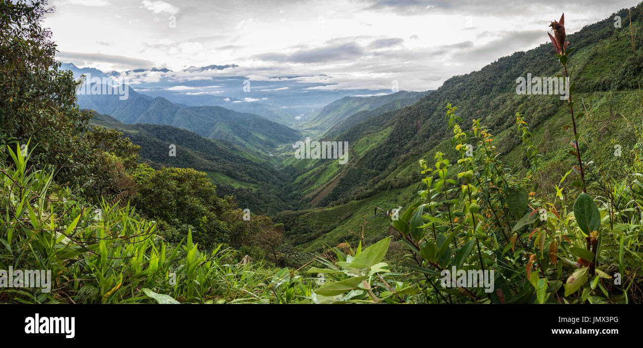 Nebelwald der westlichen Anden. Kolumbien, Südamerika. Stockfoto