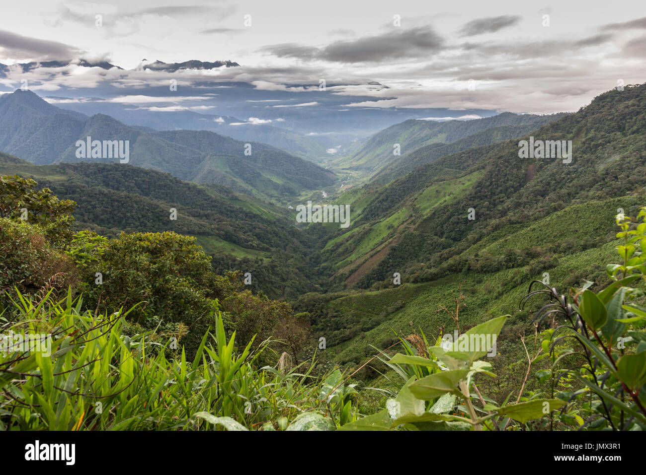 Nebelwald der westlichen Anden. Kolumbien, Südamerika. Stockfoto