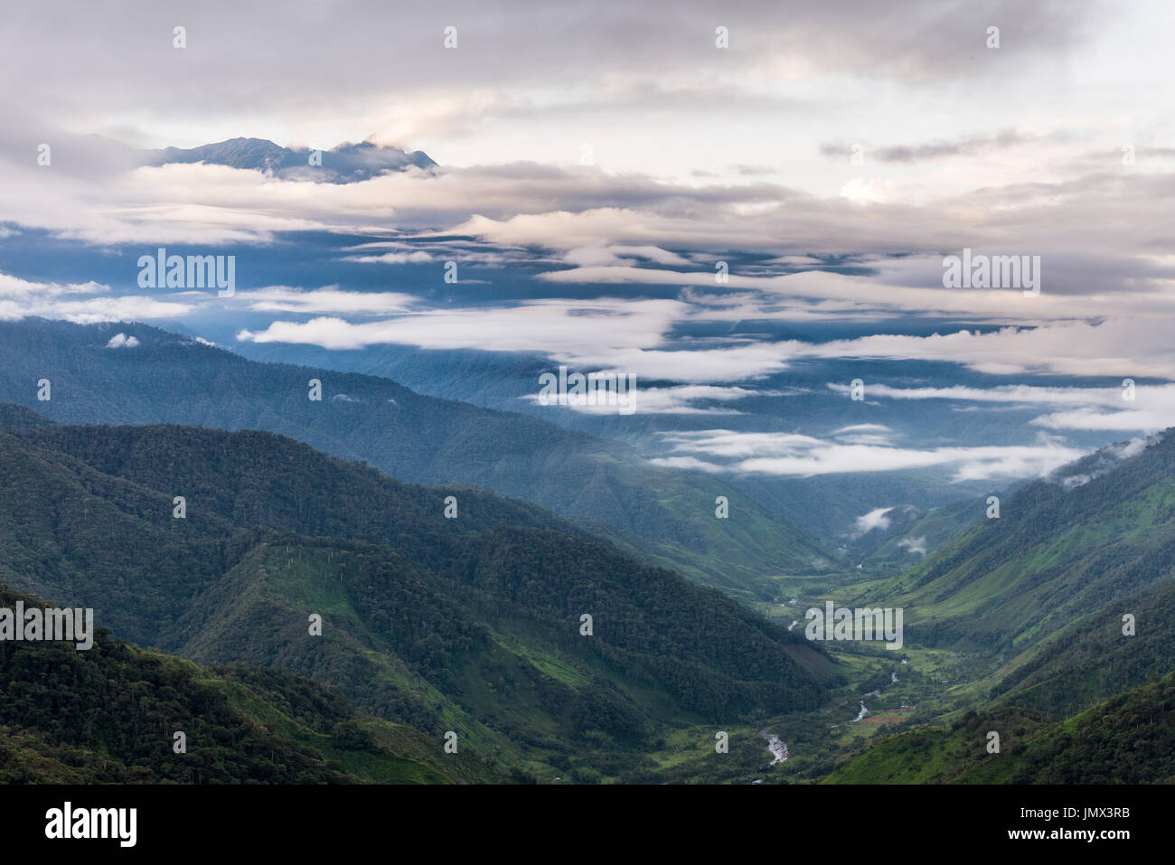 Nebelwald der westlichen Anden. Kolumbien, Südamerika. Stockfoto
