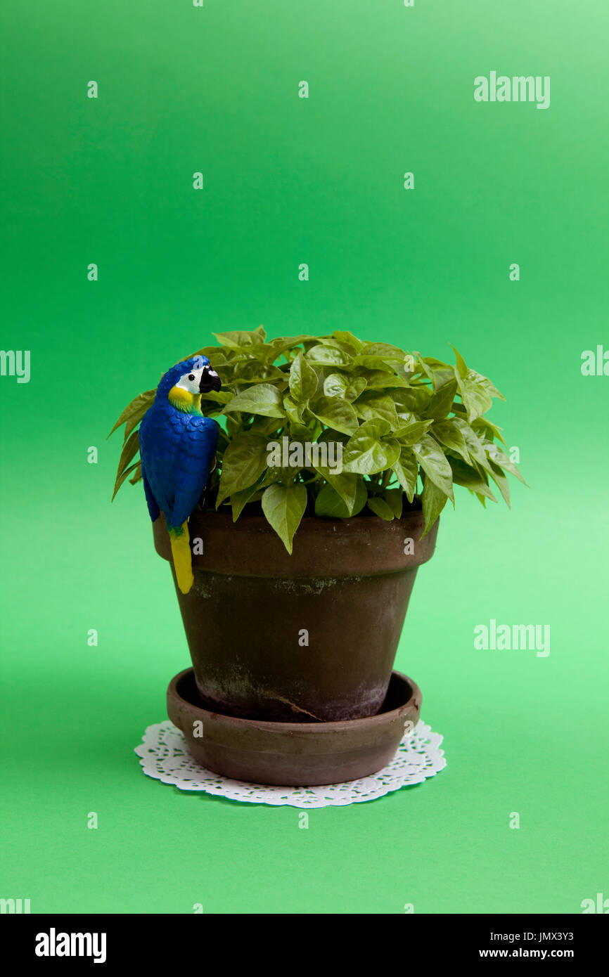 Eine Junge Pfeffer Chili Pflanzen In Einem Topf Mit Blauen Papagei Hangend Auf Einem Grunen Hintergrund Monochromatische Und Minimale Farbe Still Life Fotografie Stockfotografie Alamy