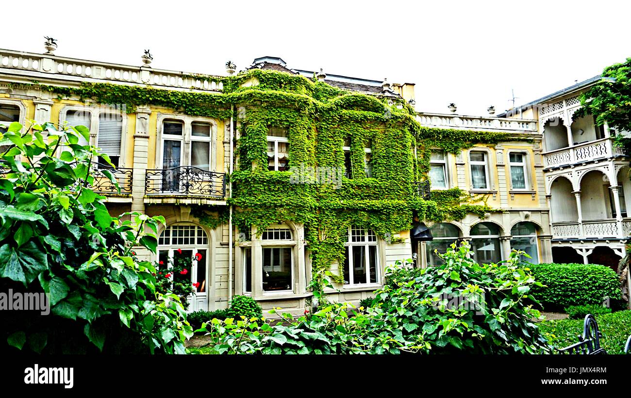 Eine alte Gebudedecke mit Efeu-Pflanzen in Baden-Baden, Baden-Wrttemberg,  Deutschland Stockfotografie - Alamy