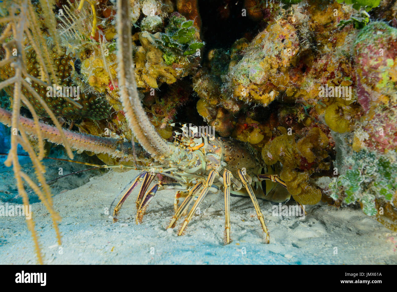 Panulirus Argus, Westindische Langusten oder Langusten, Insel Tortola, Britische Jungferninseln, Karibik Stockfoto