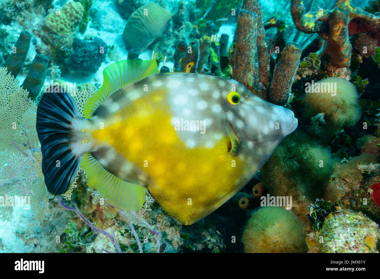 Cantherhines Macrocerus, amerikanische Whitespotted Feilenfisch, Insel Tortola, Britische Jungferninseln, Karibik Stockfoto