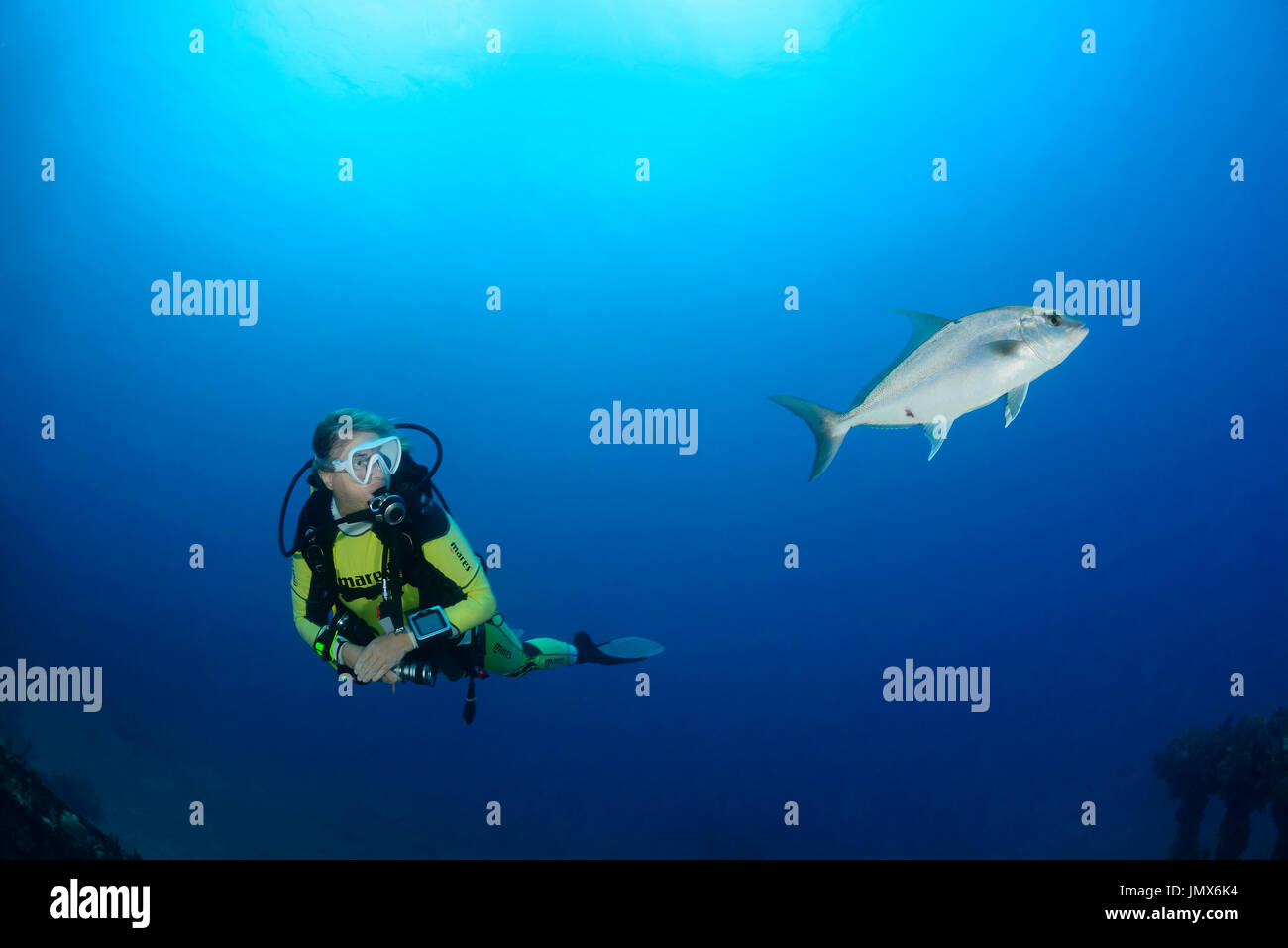 Seriola Rivoliana, Almaco Jack und Scuba Diver, Virgin Gorda Island, Britische Jungferninseln, Karibik Stockfoto