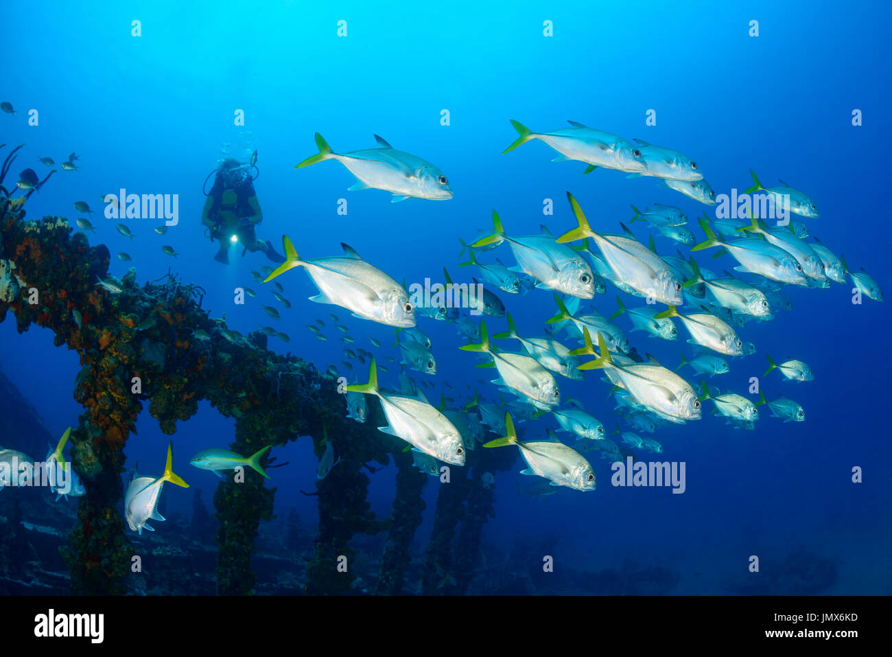 Caranx Latus, Pferdeauge Buchse auf Shipreck Rhone und Taucher, Virgin Gorda Island, Britische Jungferninseln, Karibik Stockfoto