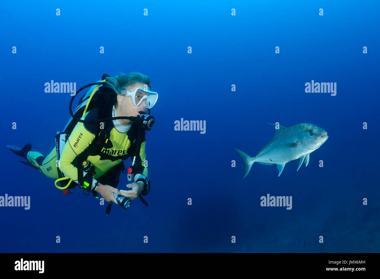 Seriola Rivoliana, Almaco Jack und Scuba Diver, Virgin Gorda Island, Britische Jungferninseln, Karibik Stockfoto