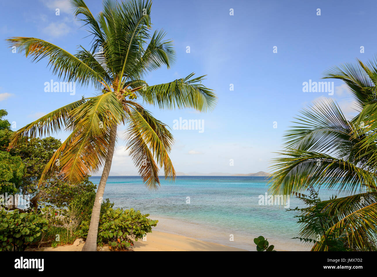 Mango Bay mit Palmen und Sandstrand, Virgin Gorda Island, Britische Jungferninseln, Karibik Stockfoto