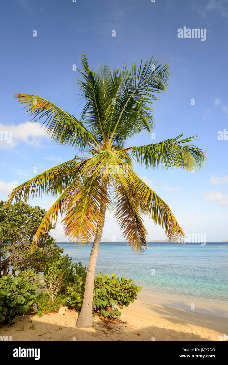 Mango Bay mit Palmen und Sandstrand, Virgin Gorda Island, Britische Jungferninseln, Karibik Stockfoto