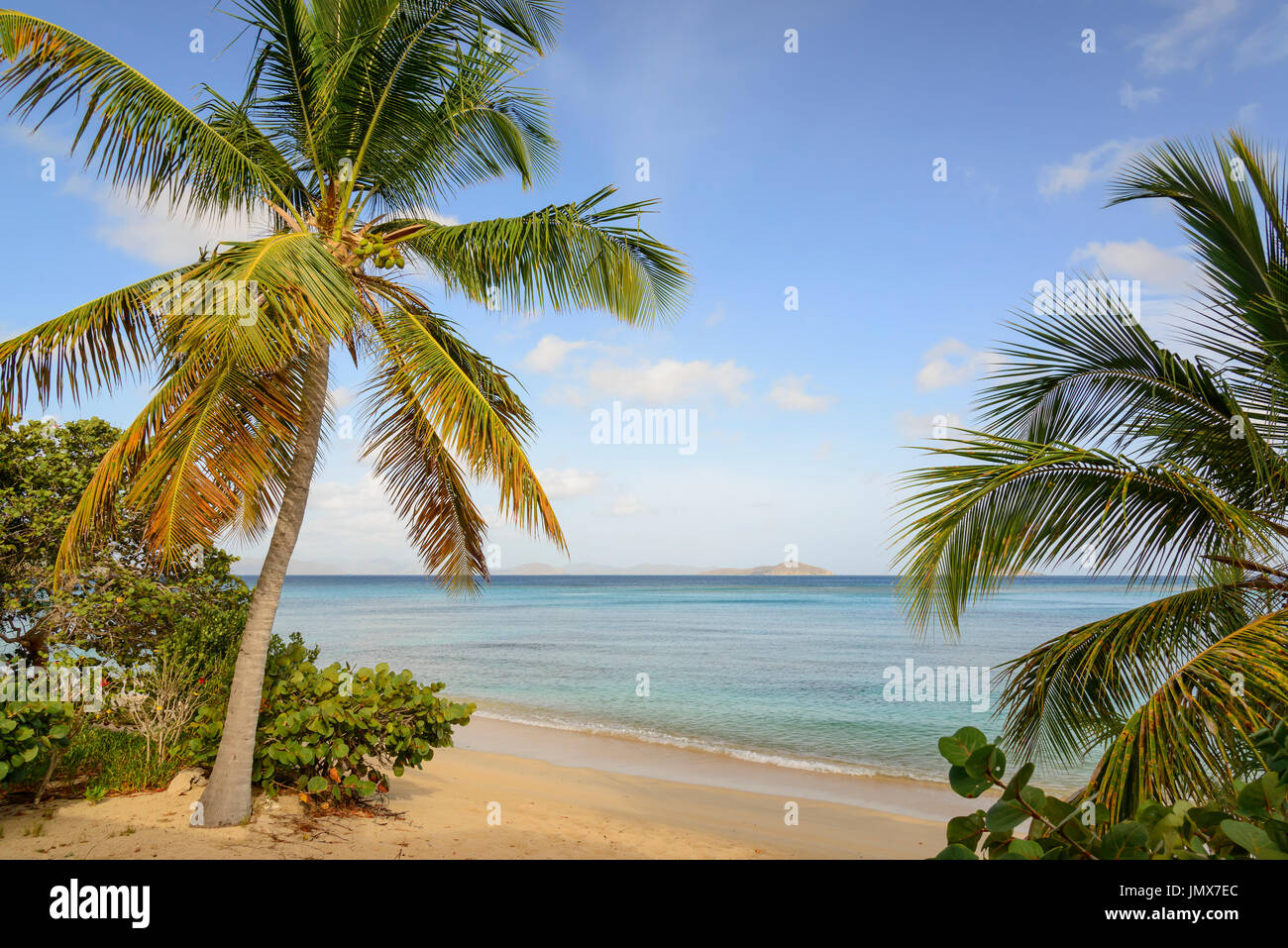 Mango Bay mit Palmen und Sandstrand, Virgin Gorda Island, Britische Jungferninseln, Karibik Stockfoto