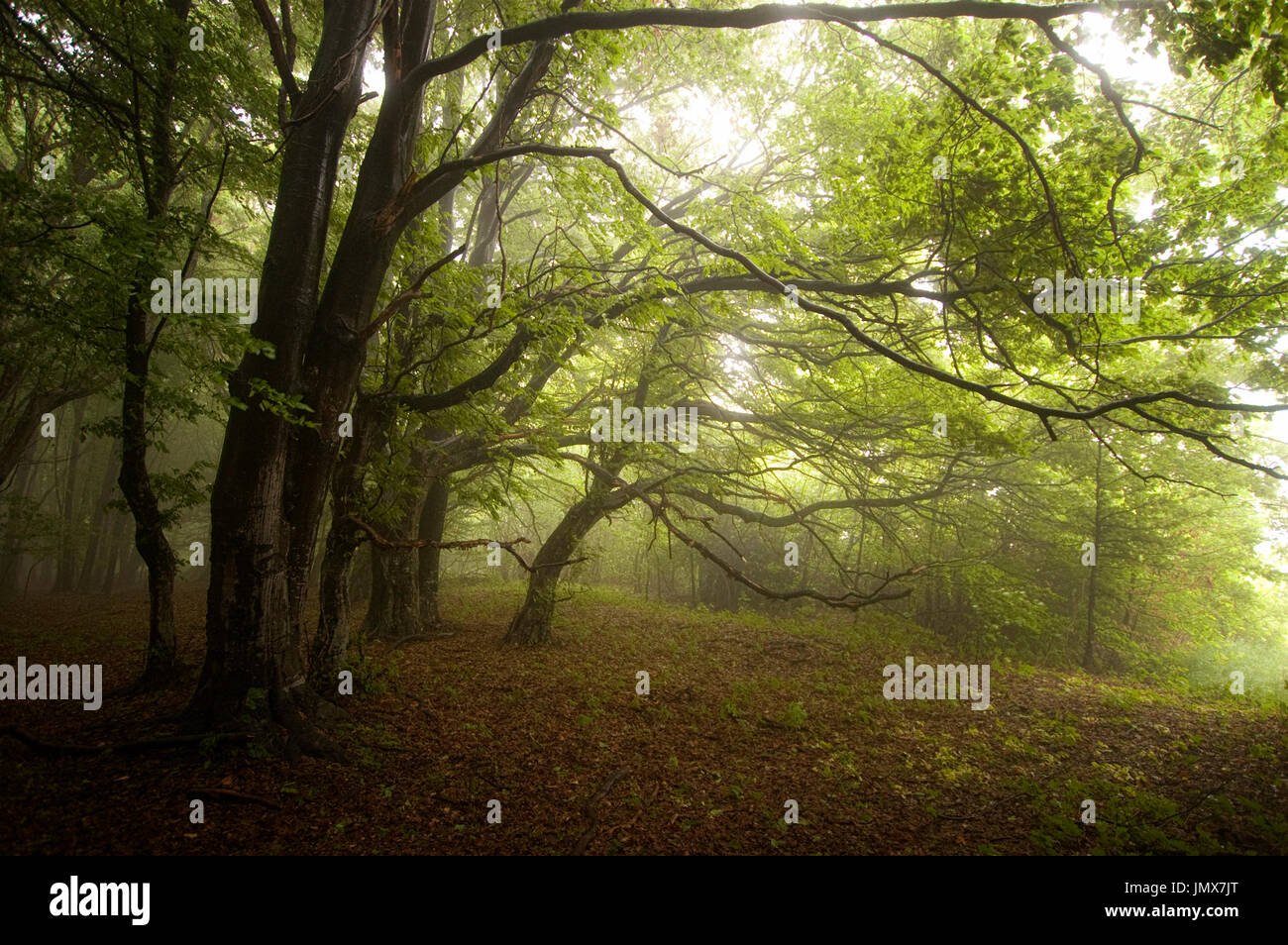 Krumme Bäume im grünen Wald fantasy Landschaft Stockfoto