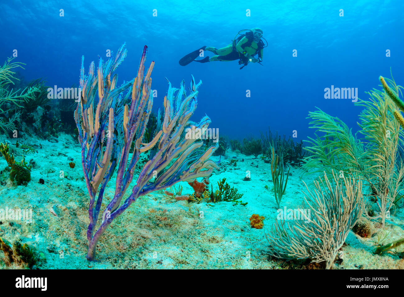Pterogorgia Guadalupensis, Karibik-Welle mit gerillten Klinge Meer Peitsche und Taucher, Cooper Island, Britische Jungferninseln, Karibik Stockfoto