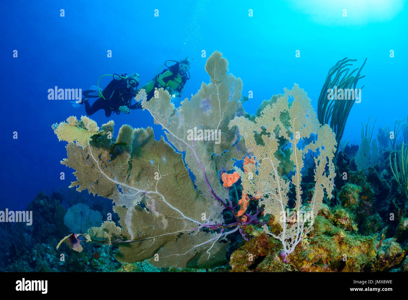 Gorgonia SP., Karibik Welle und Taucher mit Gorgonien, Cooper Island, Britische Jungferninseln, Karibik Stockfoto