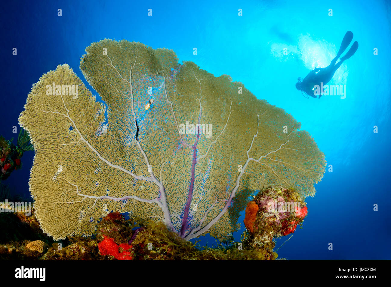 Gorgonia SP., Karibik Welle und Taucher mit Gorgonien, Cooper Island, Britische Jungferninseln, Karibik Stockfoto