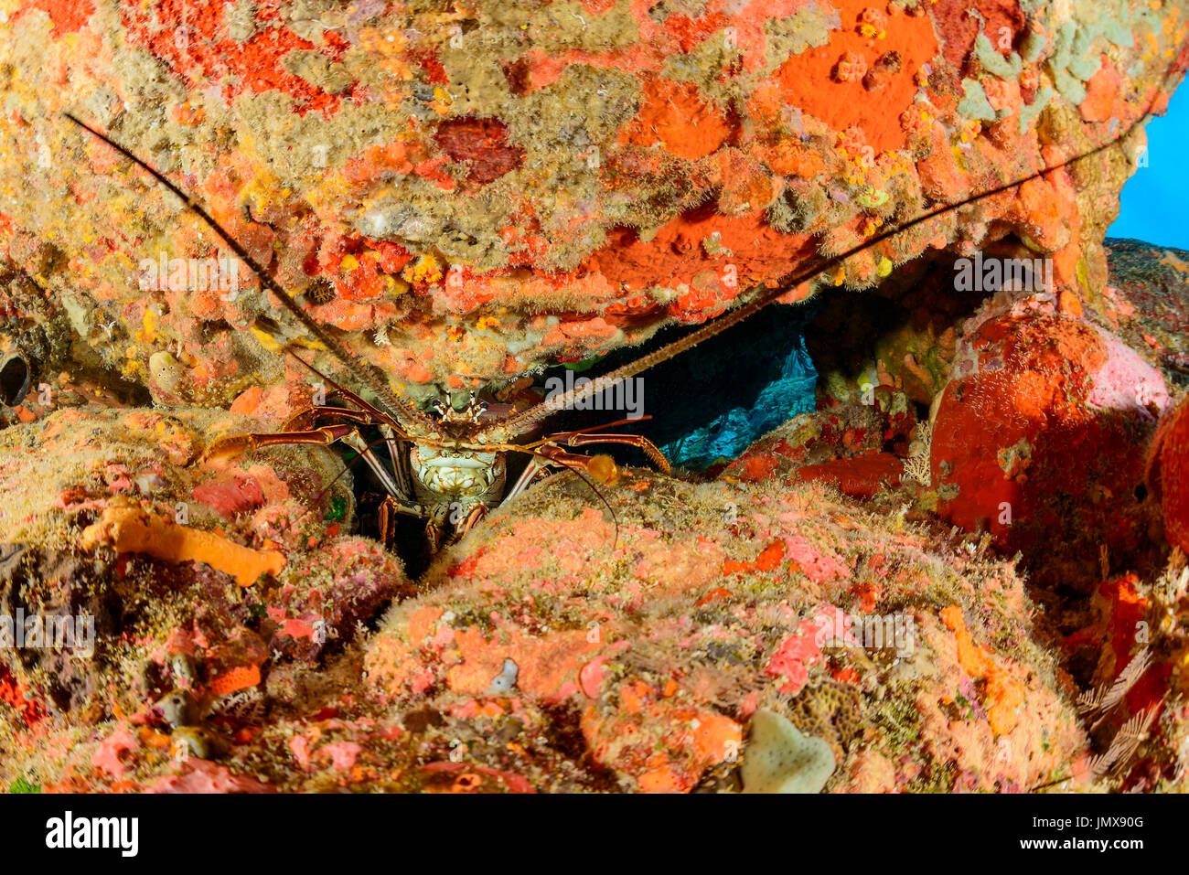 Panulirus Argus, Westindische Hummer oder Langusten, Cooper Island, Britische Jungferninseln, Karibik Stockfoto