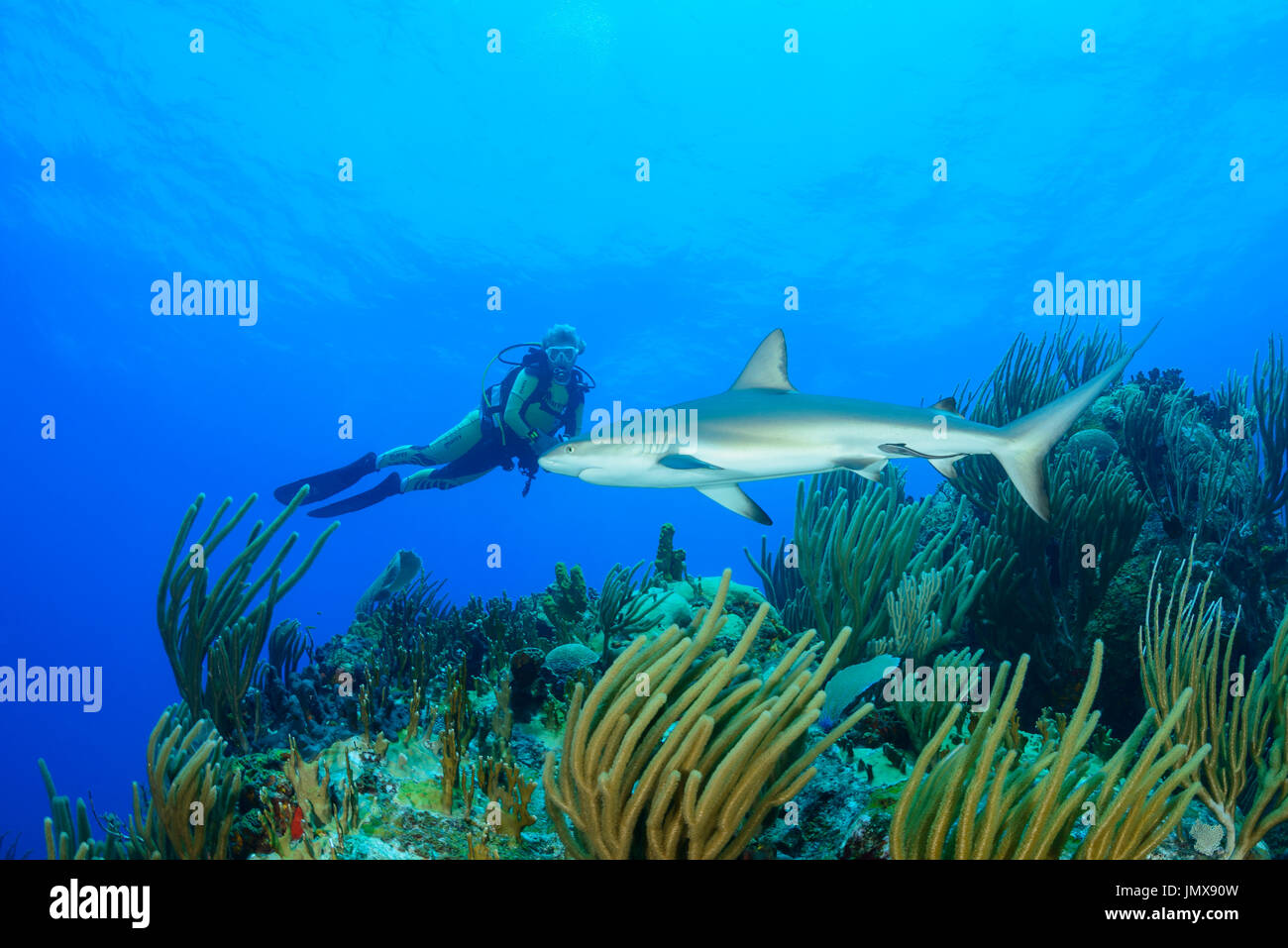 Carcharhinus Perezii, Karibische Riffhaie im Korallenriff und Scuba Diver, Cooper Island, Britische Jungferninseln, Karibik Stockfoto