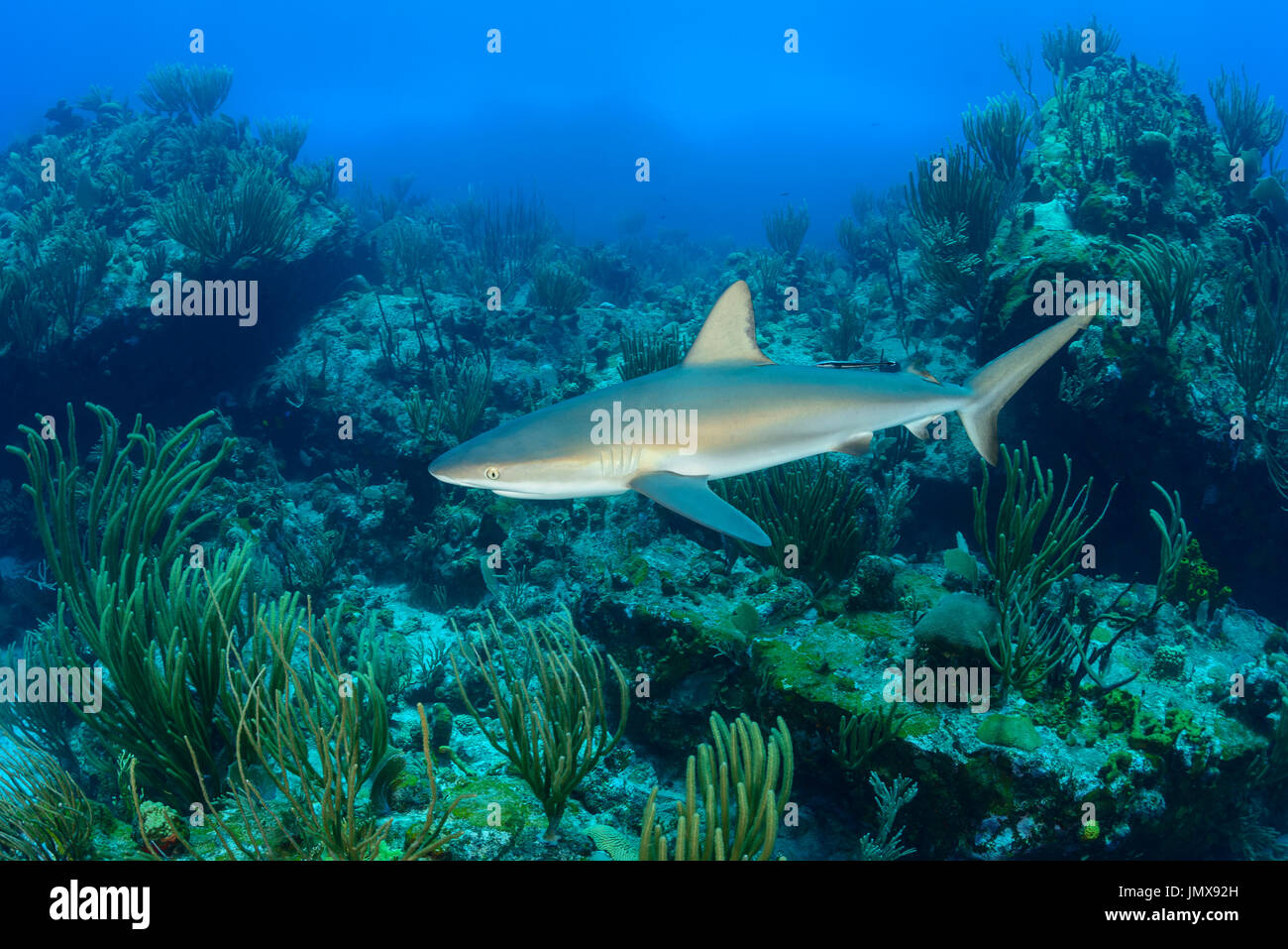 Carcharhinus Perezii, karibischer Riffhai in Welle, Cooper Island, Britische Jungferninseln, Karibik Stockfoto