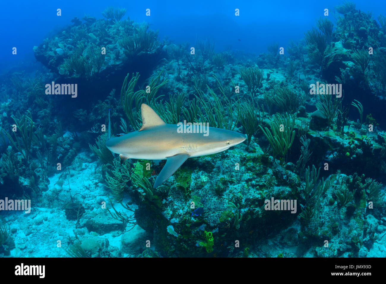 Carcharhinus Perezii, karibischer Riffhai in Welle, Cooper Island, Britische Jungferninseln, Karibik Stockfoto
