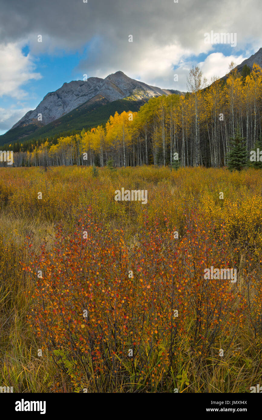 Herbstfarben unter den Aspen in Banff Nationalpark, Alberta, Kanada. Stockfoto