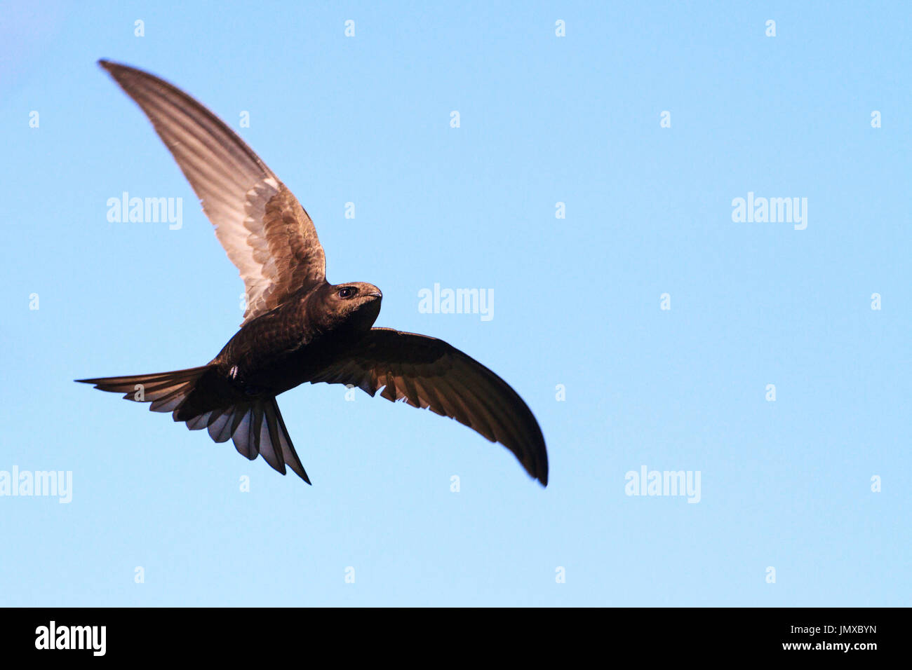 Mauersegler fliegt gegen den Himmel, kreative Fotos Stockfoto