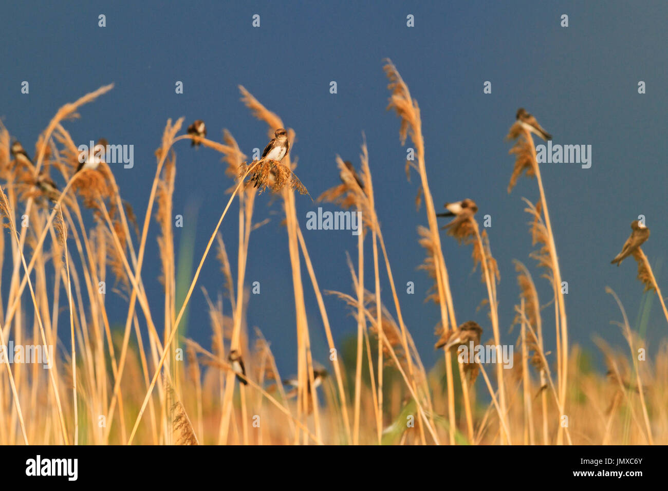 Uferschwalbe sitzt auf einer Stimmzunge, Tierwelt Gesang der Vögel fliegen in der Dämmerung Stockfoto