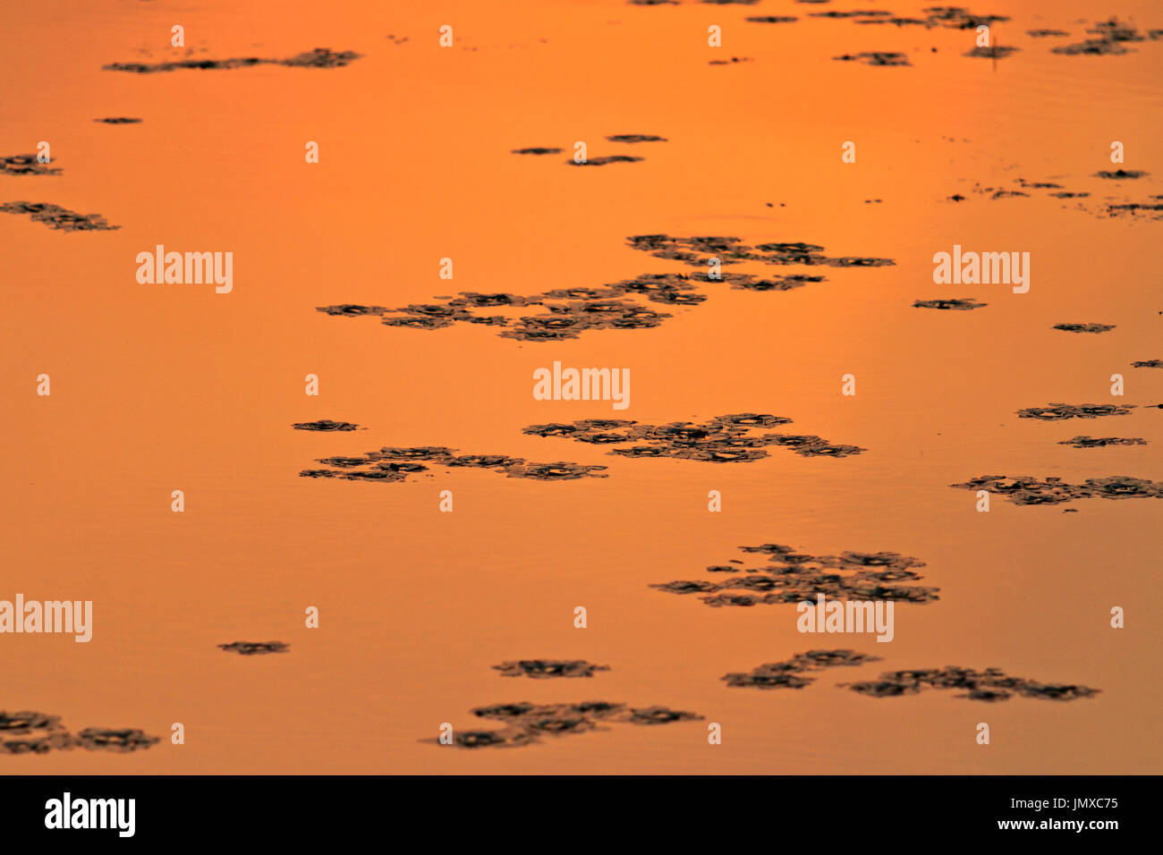Stille auf der Oberfläche des Sees, Tierwelt Stockfoto