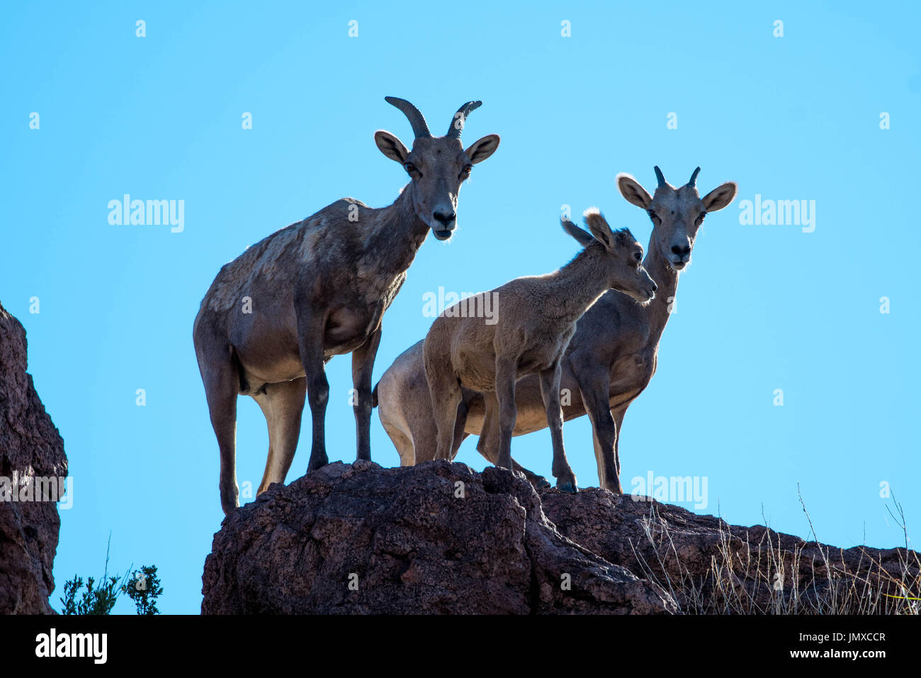 Desert Bighorn Schafe (Ovis canadensis nelsoni), Schaf und Lamm. Monticello, Socorro Co., New York, USA. Stockfoto