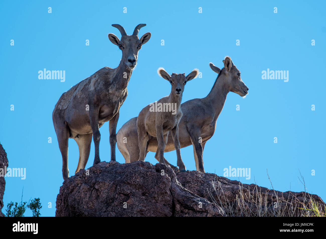 Desert Bighorn Schafe (Ovis canadensis nelsoni), Schaf und Lamm. Monticello, Socorro Co., New York, USA. Stockfoto