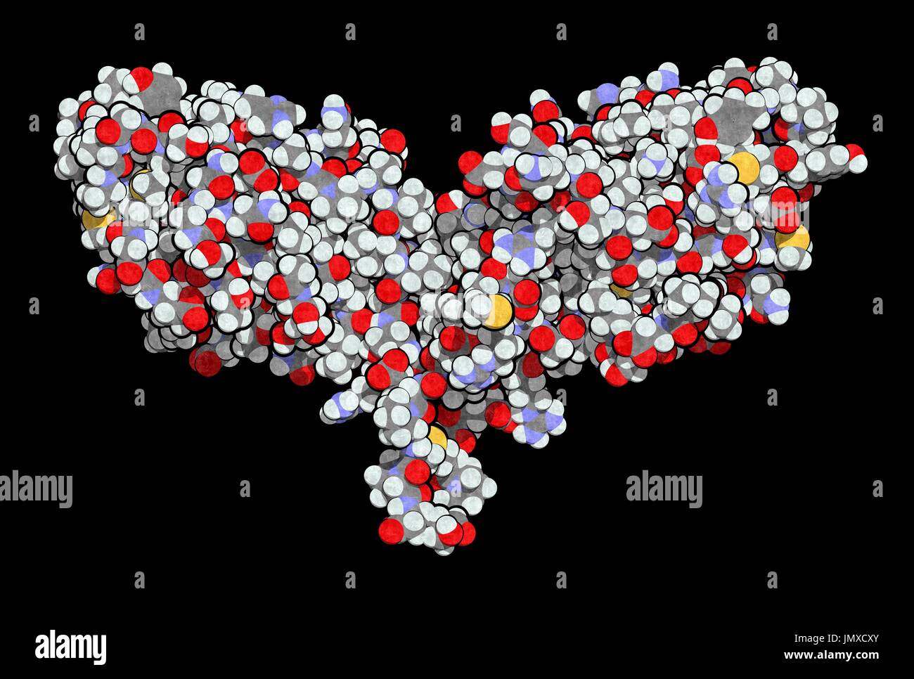 CTLA-4 (zytotoxischen T-Lymphozyten-assoziierten Protein 4, CD152) Protein. CTLA4 blockierende Antikörper werden in der Krebstherapie (immun Checkpoint Blockade Therapie) eingesetzt. Raumfüllende Modell mit konventionellen Farbkodierung. Stockfoto