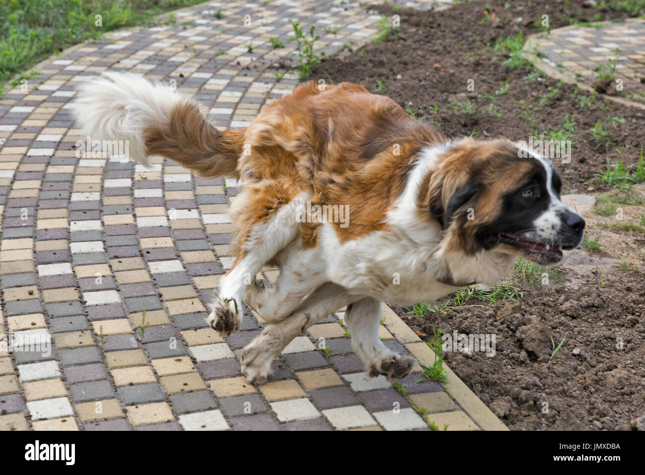 Junge saint Bernard Hund läuft closeup Stockfoto