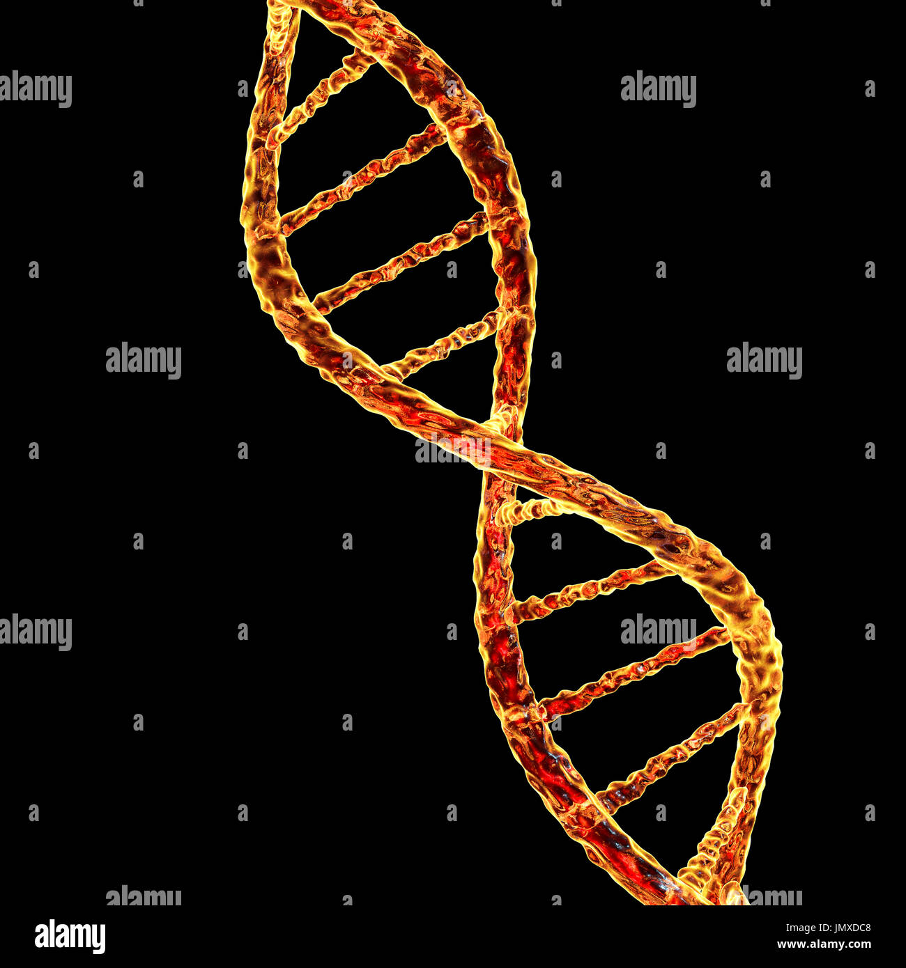 DNA-Molekül, Computer-Grafik. Das Molekül der DNA (Desoxyribonukleinsäure) besteht aus einer langen Doppel-Helix von Phosphaten und Zucker, verbunden durch Paare von Nukleotidbasen (Kugeln und Stäbe). Diese Basenpaaren bilden die Sprossen der Spirale Leiter hier gesehen. Die Reihenfolge der diese Basenpaare bilden den genetischen Code, der die Grundlage allen Lebens auf der Erde. Gensequenz eines Individuums steuert ihr Wachstum und ihre Entwicklung, und es wird an ihre Kinder weitergegeben. Variationen in der genetischen Sequenz während Millionen von Jahren der Evolution haben die Vielfalt des Lebens auf der Erde produziert. Stockfoto