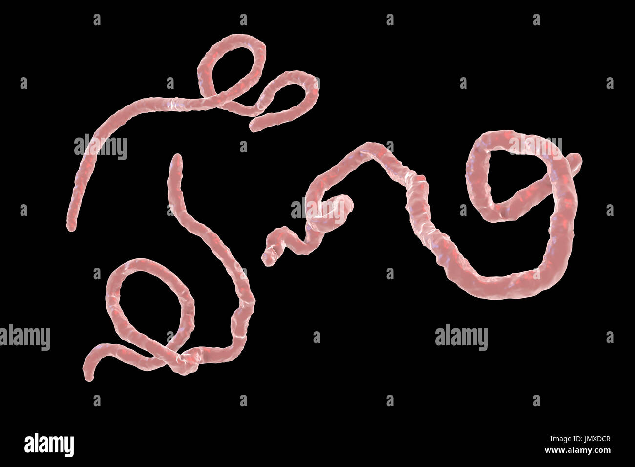 Ebola-Virus-Partikel, Computer Bild. Das Ebola-Virus (EBOV) ist die Ursache des Ebola-Virus bei Menschen und nichtmenschlichen Primaten. Es ist eine schwere und häufig tödliche Krankheit mit Symptomen wie Fieber, Müdigkeit, Muskel Schmerzen, Erbrechen, Durchfall und Blutungen (innere Blutungen). Es gibt keine Heilung für die Krankheit, aber drei Viertel der Patienten kann zurückgewinnen, wenn ausreichende medizinische Betreuung zur Verfügung gestellt. Stockfoto