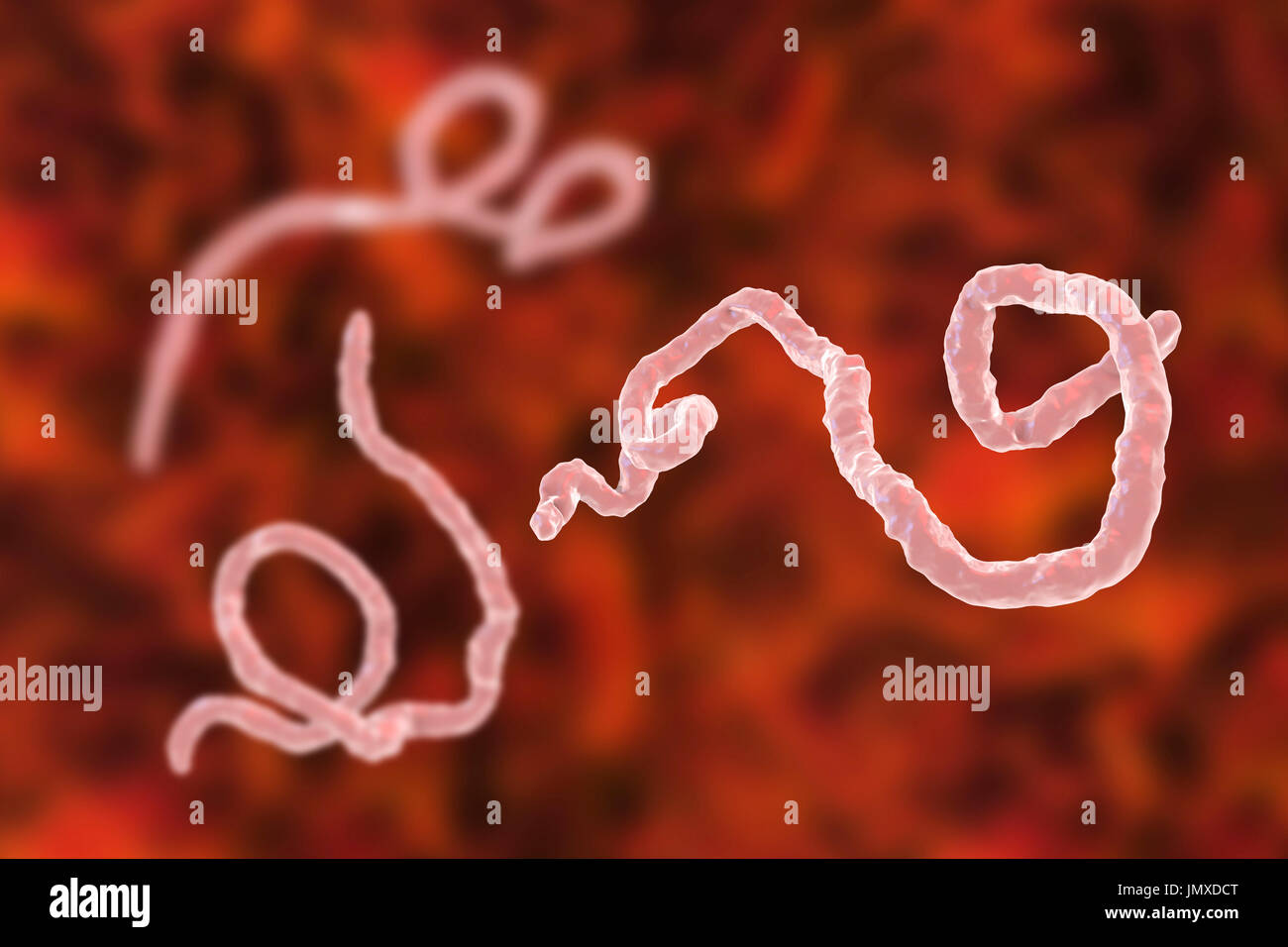 Ebola-Virus-Partikel, Computer Bild. Das Ebola-Virus (EBOV) ist die Ursache des Ebola-Virus bei Menschen und nichtmenschlichen Primaten. Es ist eine schwere und häufig tödliche Krankheit mit Symptomen wie Fieber, Müdigkeit, Muskel Schmerzen, Erbrechen, Durchfall und Blutungen (innere Blutungen). Es gibt keine Heilung für die Krankheit, aber drei Viertel der Patienten kann zurückgewinnen, wenn ausreichende medizinische Betreuung zur Verfügung gestellt. Stockfoto