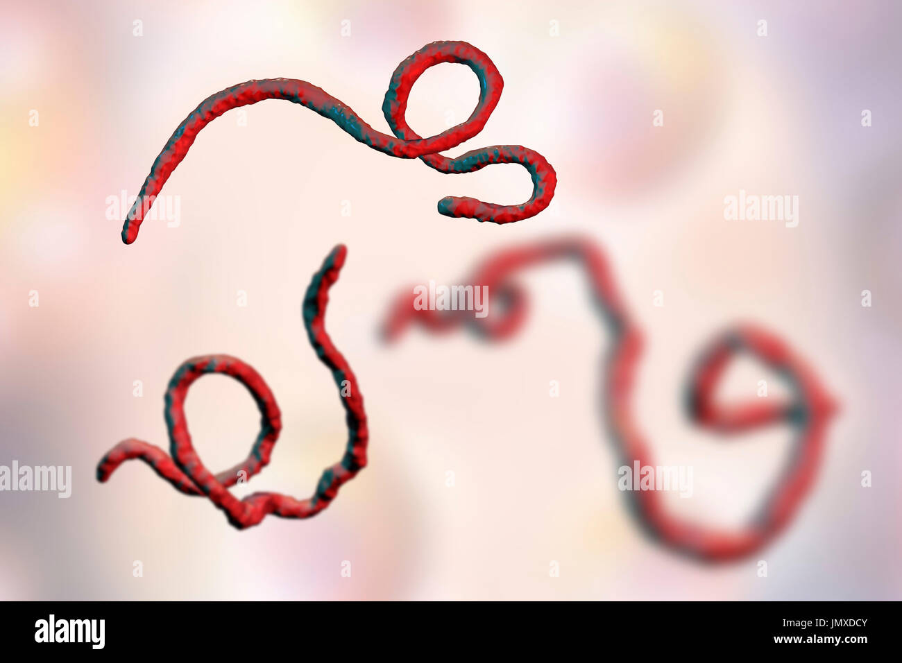 Ebola-Virus-Partikel, Computer Bild. Das Ebola-Virus (EBOV) ist die Ursache des Ebola-Virus bei Menschen und nichtmenschlichen Primaten. Es ist eine schwere und häufig tödliche Krankheit mit Symptomen wie Fieber, Müdigkeit, Muskel Schmerzen, Erbrechen, Durchfall und Blutungen (innere Blutungen). Es gibt keine Heilung für die Krankheit, aber drei Viertel der Patienten kann zurückgewinnen, wenn ausreichende medizinische Betreuung zur Verfügung gestellt. Stockfoto