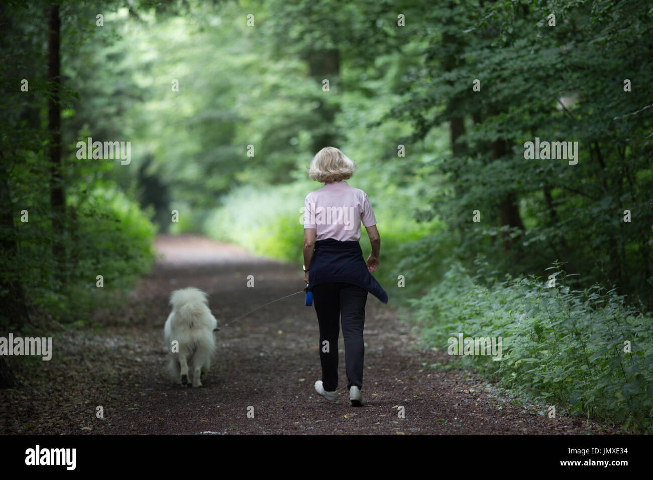 Frau zu Fuß Samojeden Hund an der Leine im Wald im Sommer. Entspannung und gesunde Aktivität zusammen mit Haustier Stockfoto