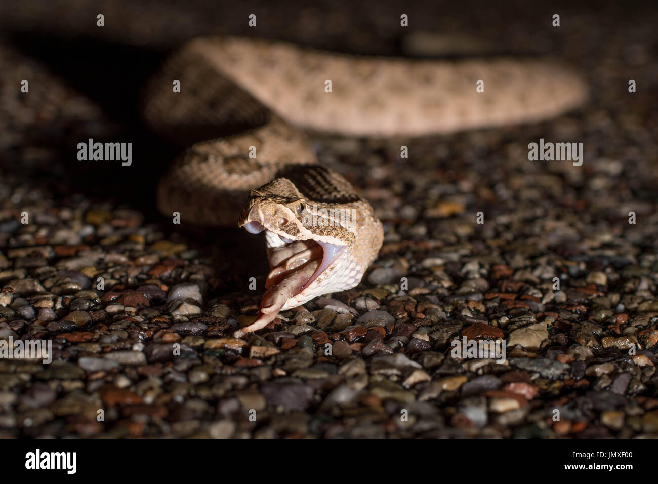 Prairie Klapperschlange (Crotalus viridis), Scavenging eine Straße getötet Spadefoot Toad. Chaves County, New Mexico, USA. Stockfoto