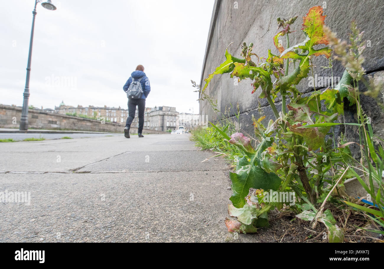 Bild: Unkraut, Edinburgh council, Asphalt, überwuchert Stockfoto