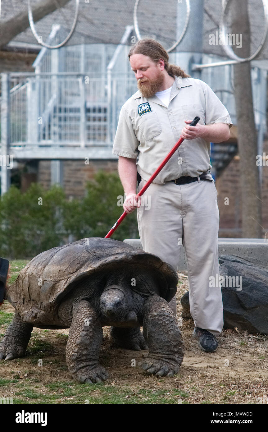 Tierpfleger leitet eine Riesenschildkröte in der Innenanlage an Reptilien und Amphibien-Haus am Zoo von Philadelphia in Philadelphia, PA, auf Febr Stockfoto