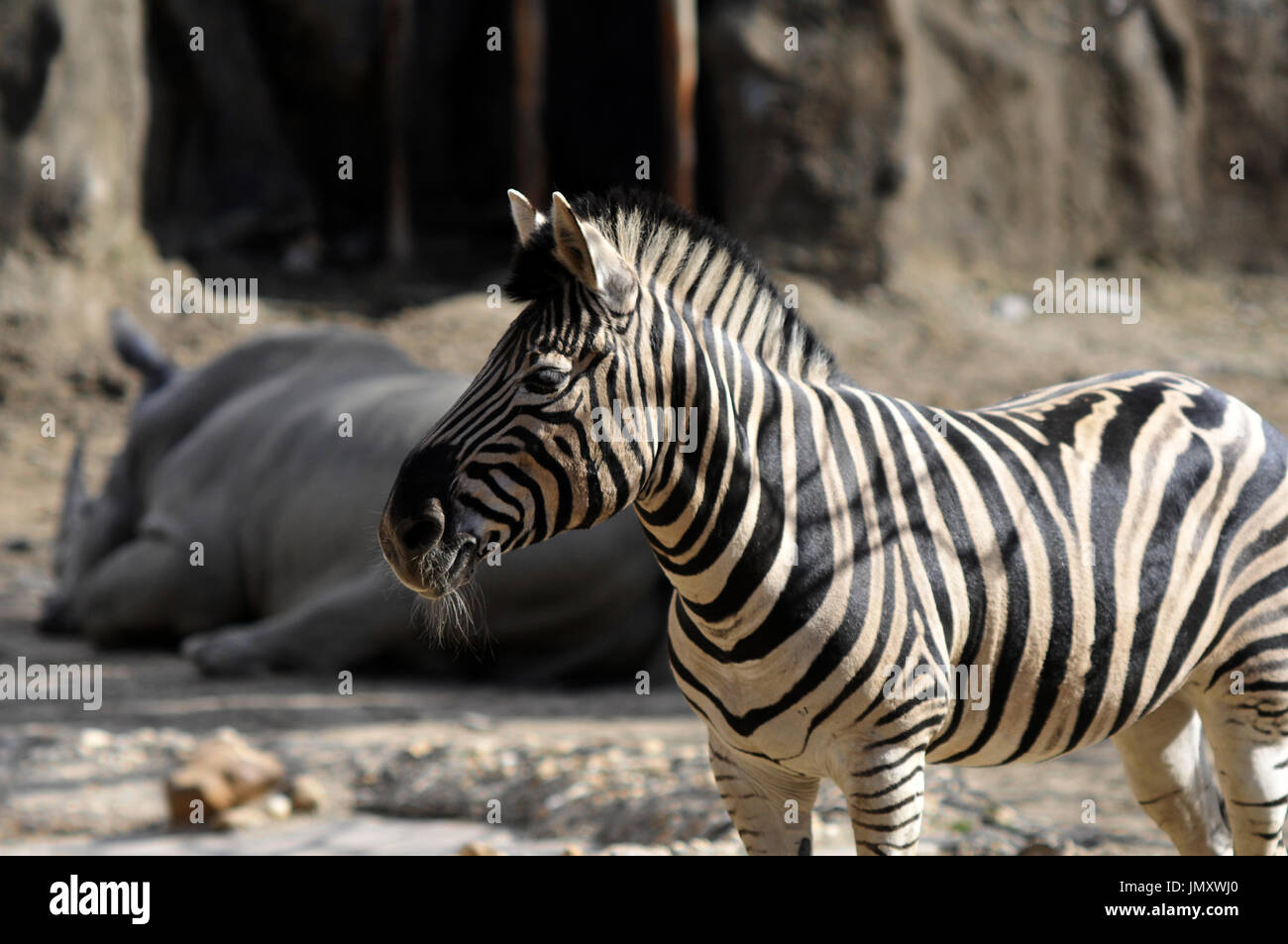 Zwei Zebras teilen ihrem Gehege mit ein Nashorn im Zoo von Philadelphia, in Philadelphia, PA, am 24. Februar 2017. Stockfoto