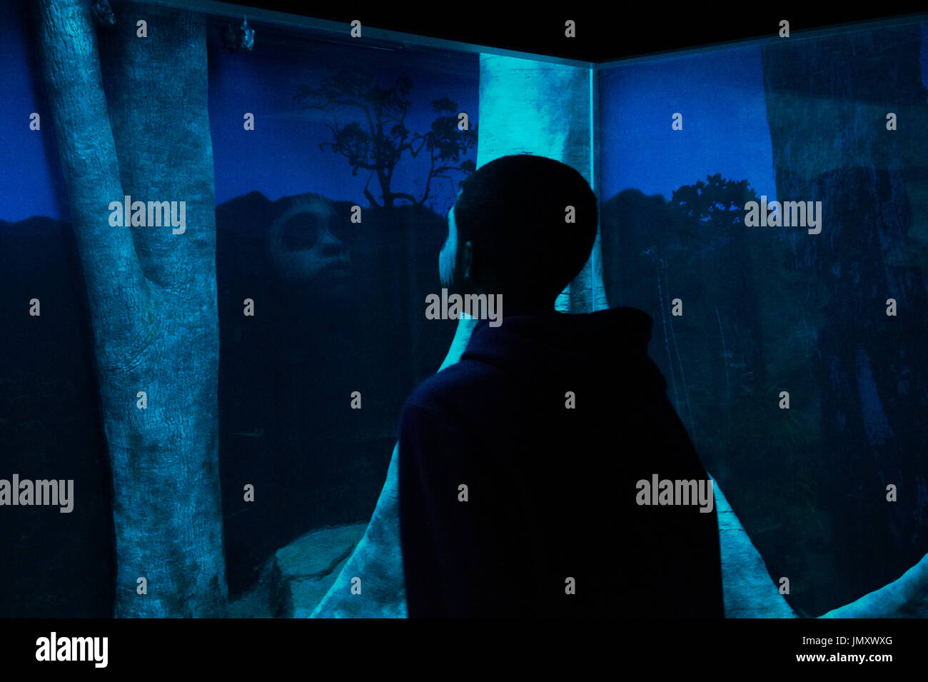Ein Besucher Spitzen in als blaues Licht das Gehäuse in der Fledermaus-Ausstellung im Haus der Zoo von Philadelphia in Philadelphia, PA, kleines Säugetier auf Mai füllt Stockfoto