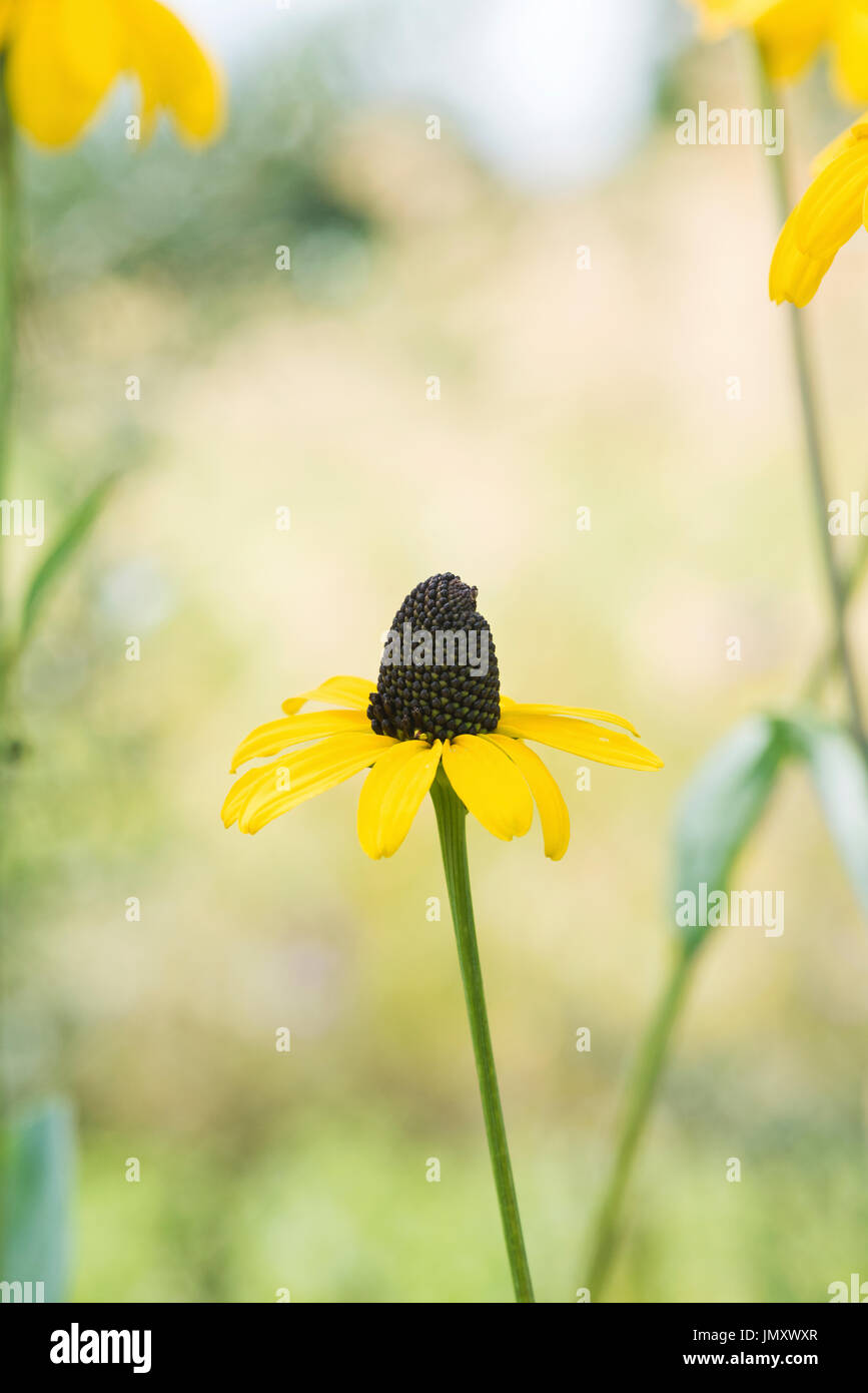 Rudbeckia Maxima Blume. Sonnenhut in einem englischen Garten. UK Stockfoto