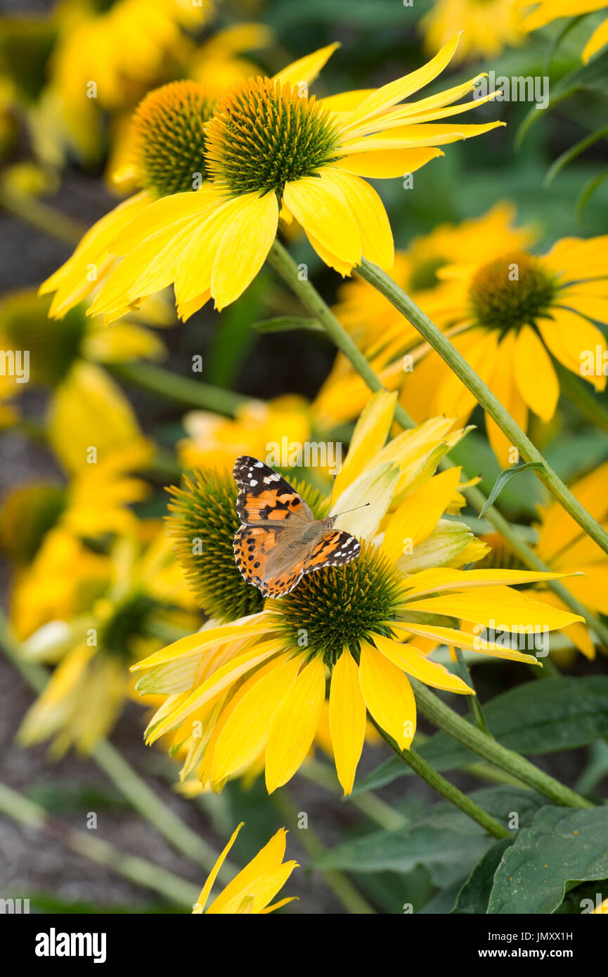 Vanessa Cardui. Distelfalter Schmetterling auf Echinacea "Leilani" Blumen. Sonnenhut Stockfoto