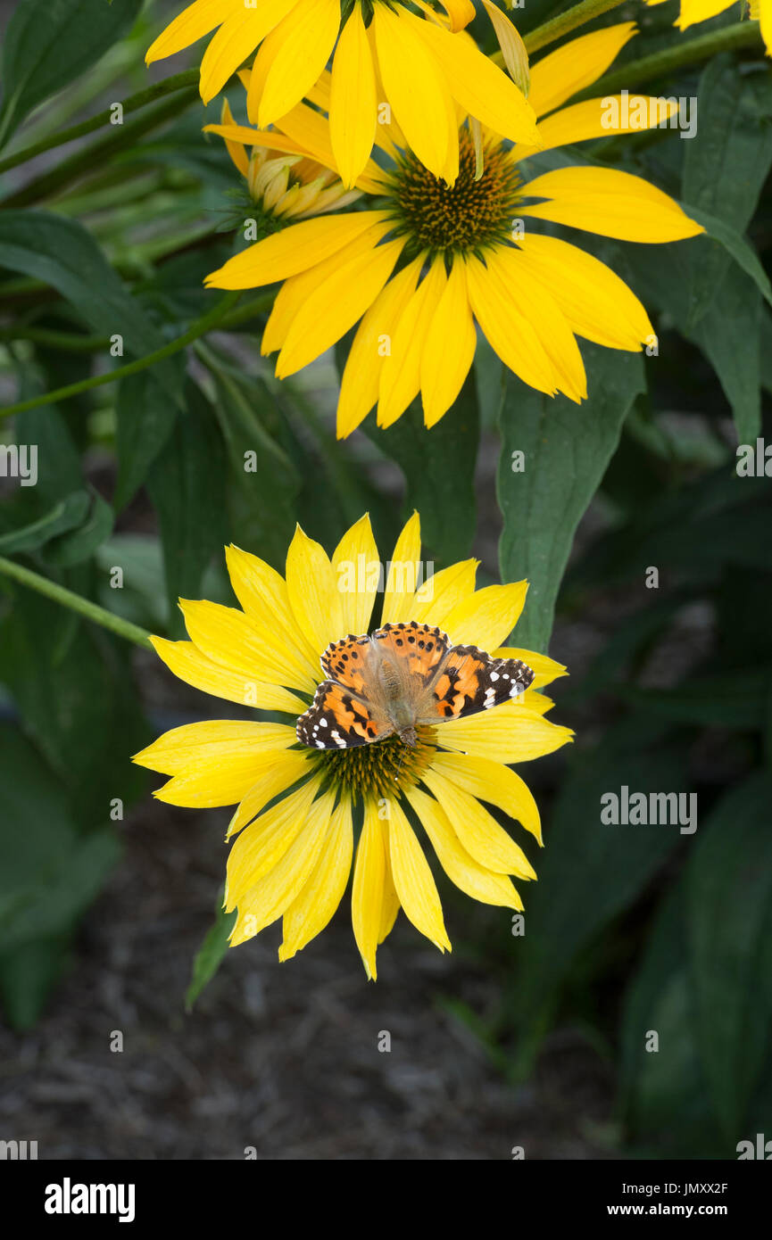 Vanessa Cardui. Distelfalter Schmetterling auf Echinacea "Leilani" Blumen. Sonnenhut Stockfoto