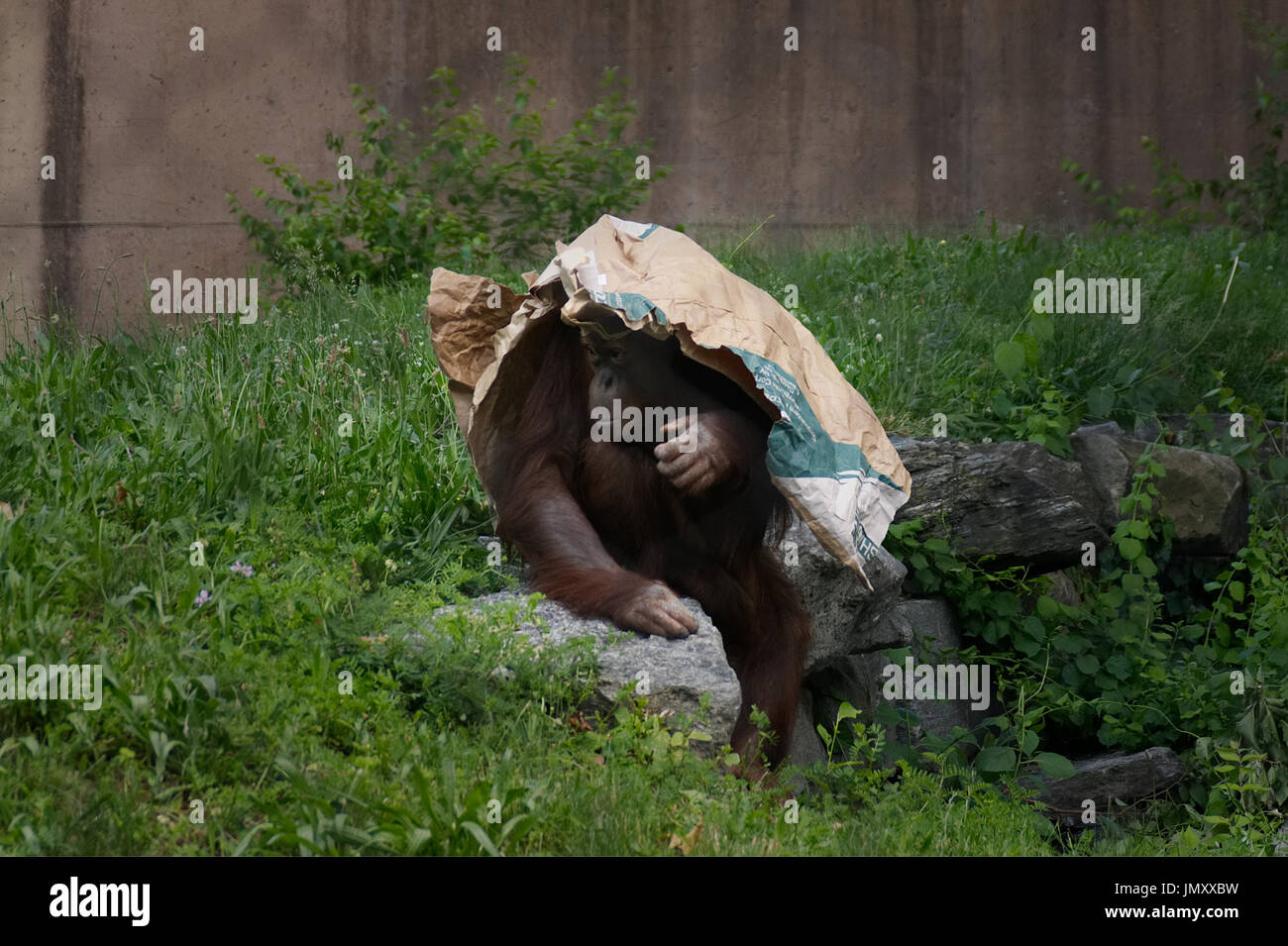 Ein Orang-utan sucht Schutz unter einem Paper Plane bei der primas Reserve des Philadelphia Zoo, in Philadelphia, PA, am 26. Mai 2017. Stockfoto