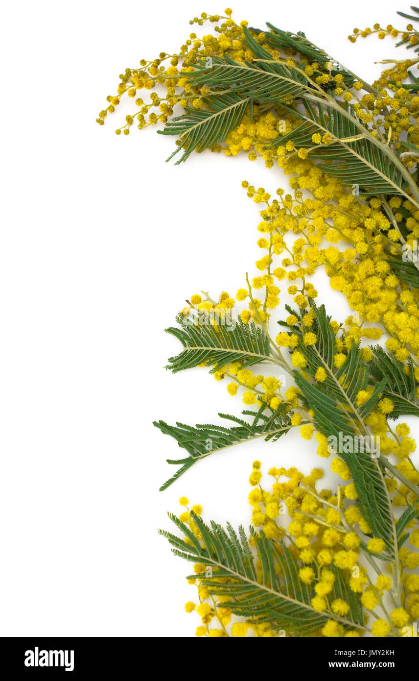 Blumen Hintergrund: Mimosa Zweig isoliert auf weißem Hintergrund. Stockfoto