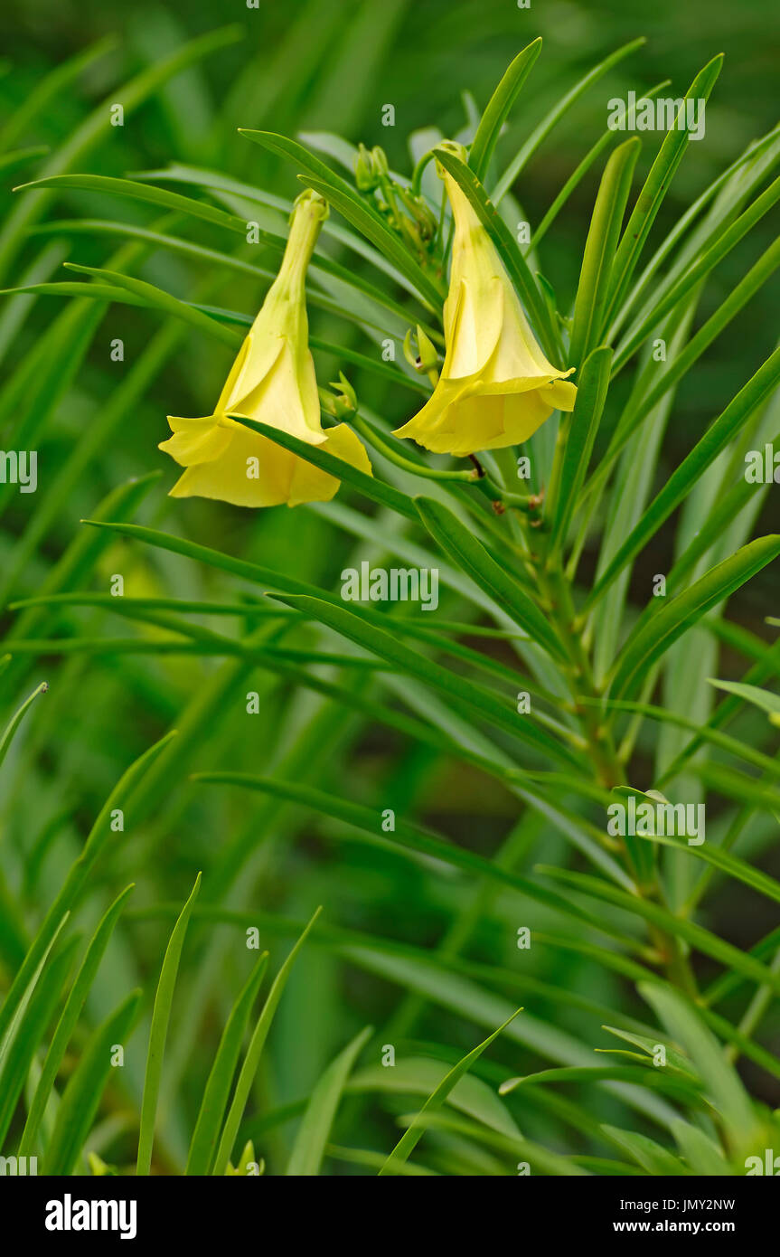 Gelber Oleander / (Thevetia Peruviana, Thevetia Neriifolia Cascabela Thevetia, Cerbera Peruviana Cascabela Neriifolia) Stockfoto