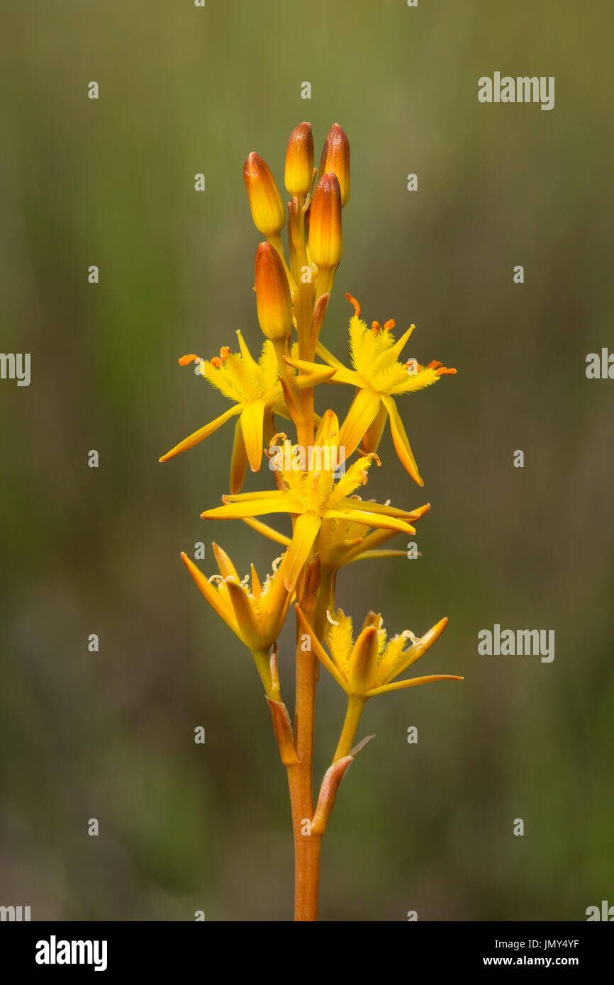 Close-up, Makroaufnahme die gelbe Blüte des Beinbrech, auch bekannt als Bastard Asphodel oder Lancashire asphodel Stockfoto