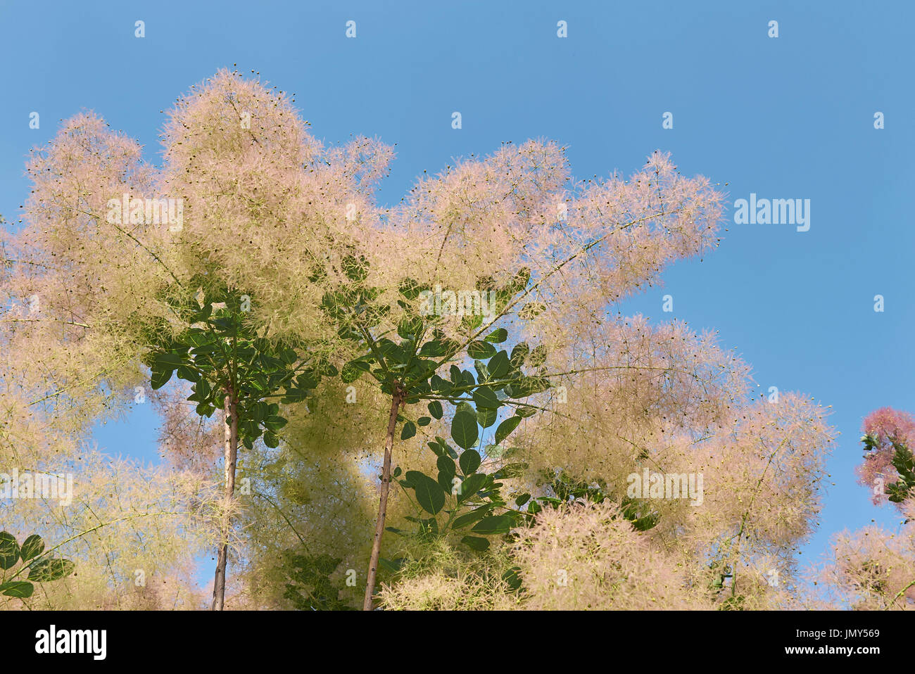 Cotinus coggygria Blütenstand Stockfoto