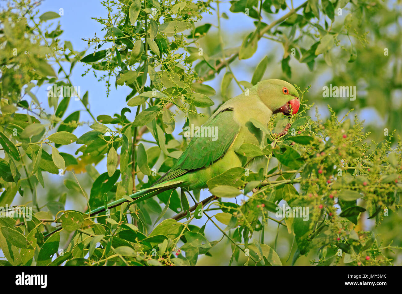 Indischer Halsbandsittich, Weiblich, Keoladeo Ghana Nationalpark, Rajasthan, Indien / (geflohen waren Manillensis) Stockfoto